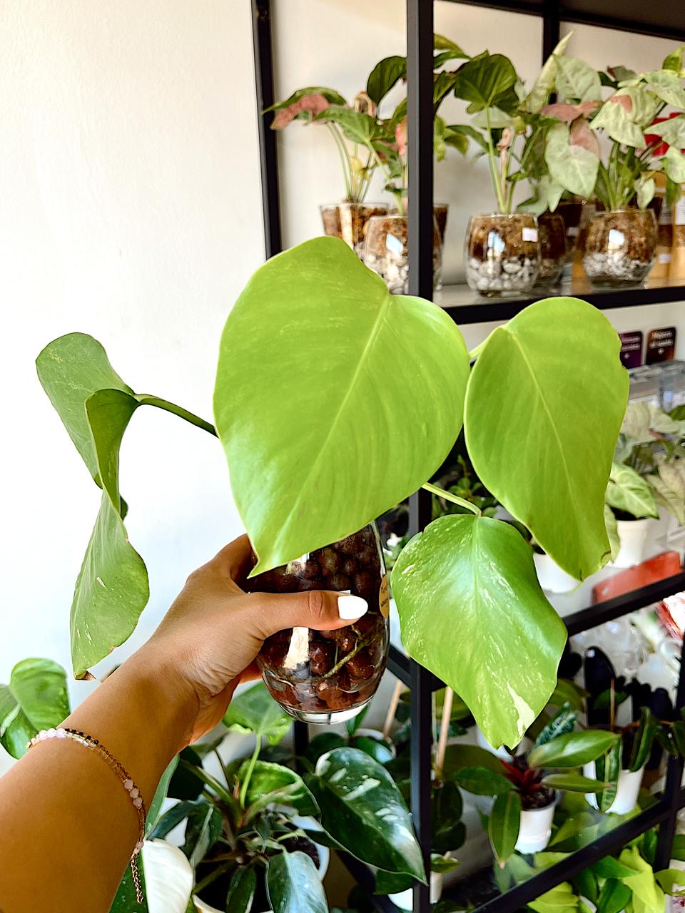 Plantas en Leca