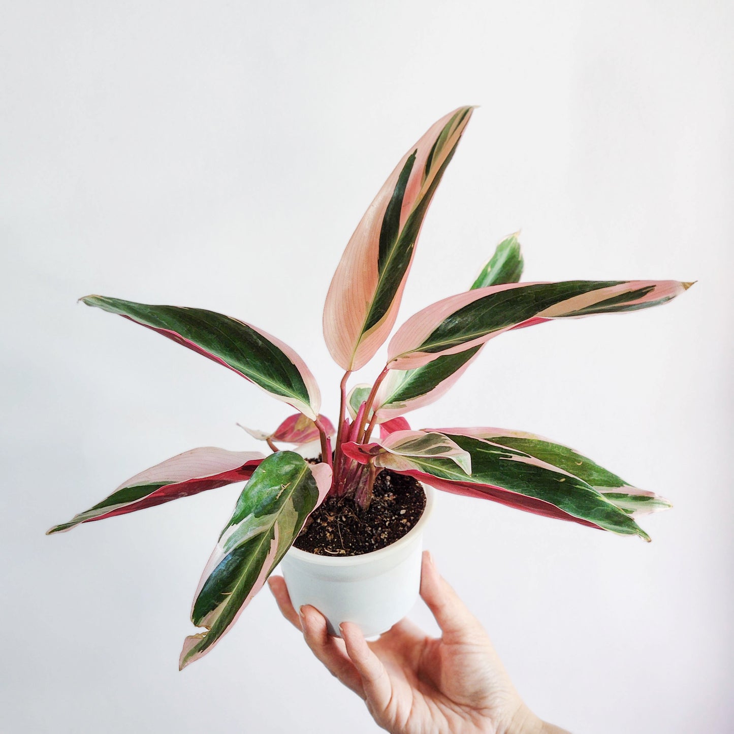 Stromanthe