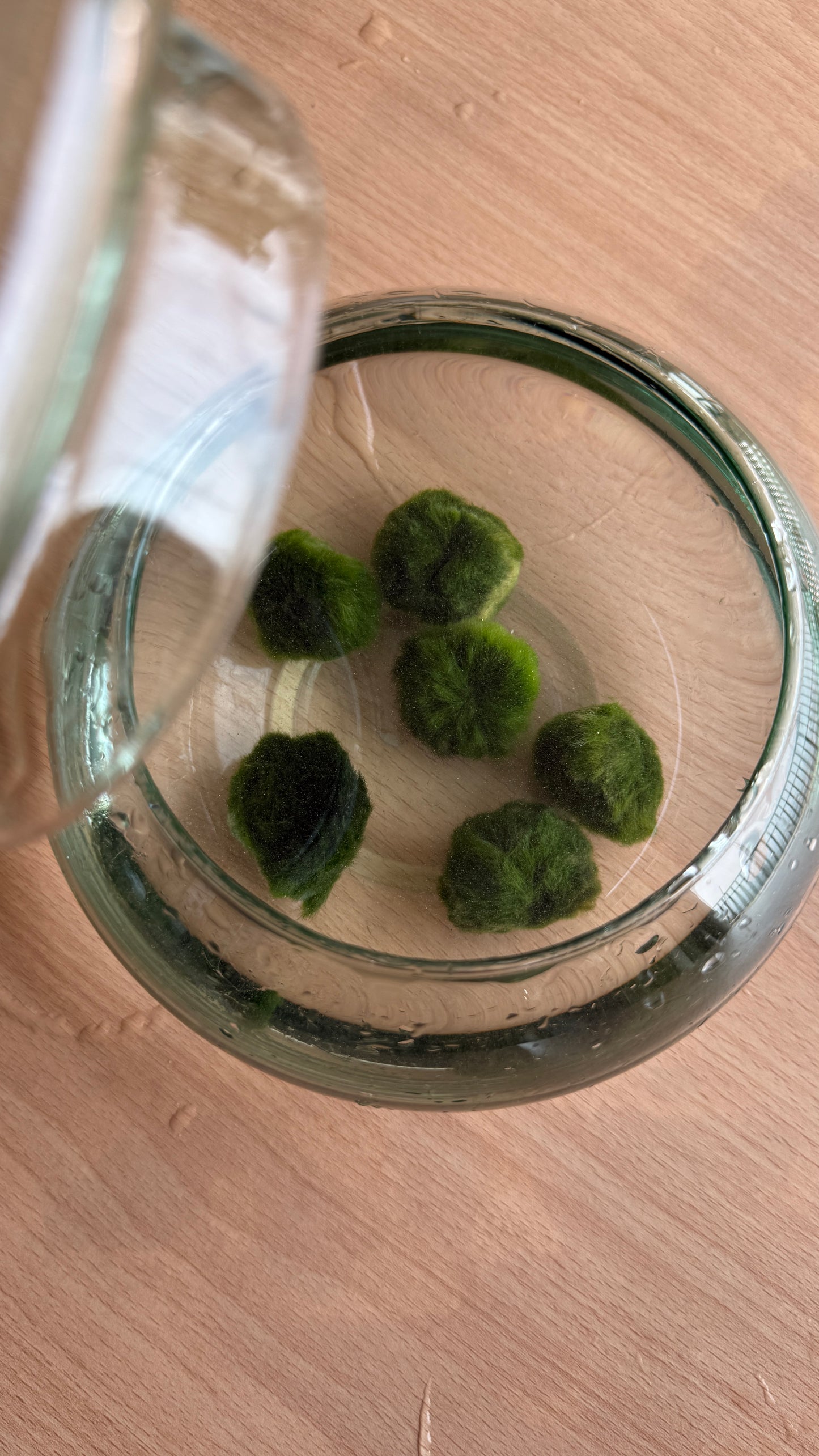 Marimo adulto