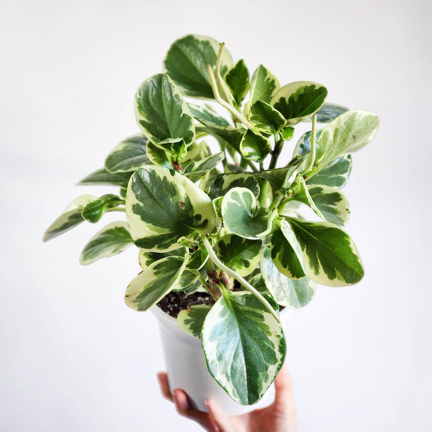 Peperomia obstusifolia