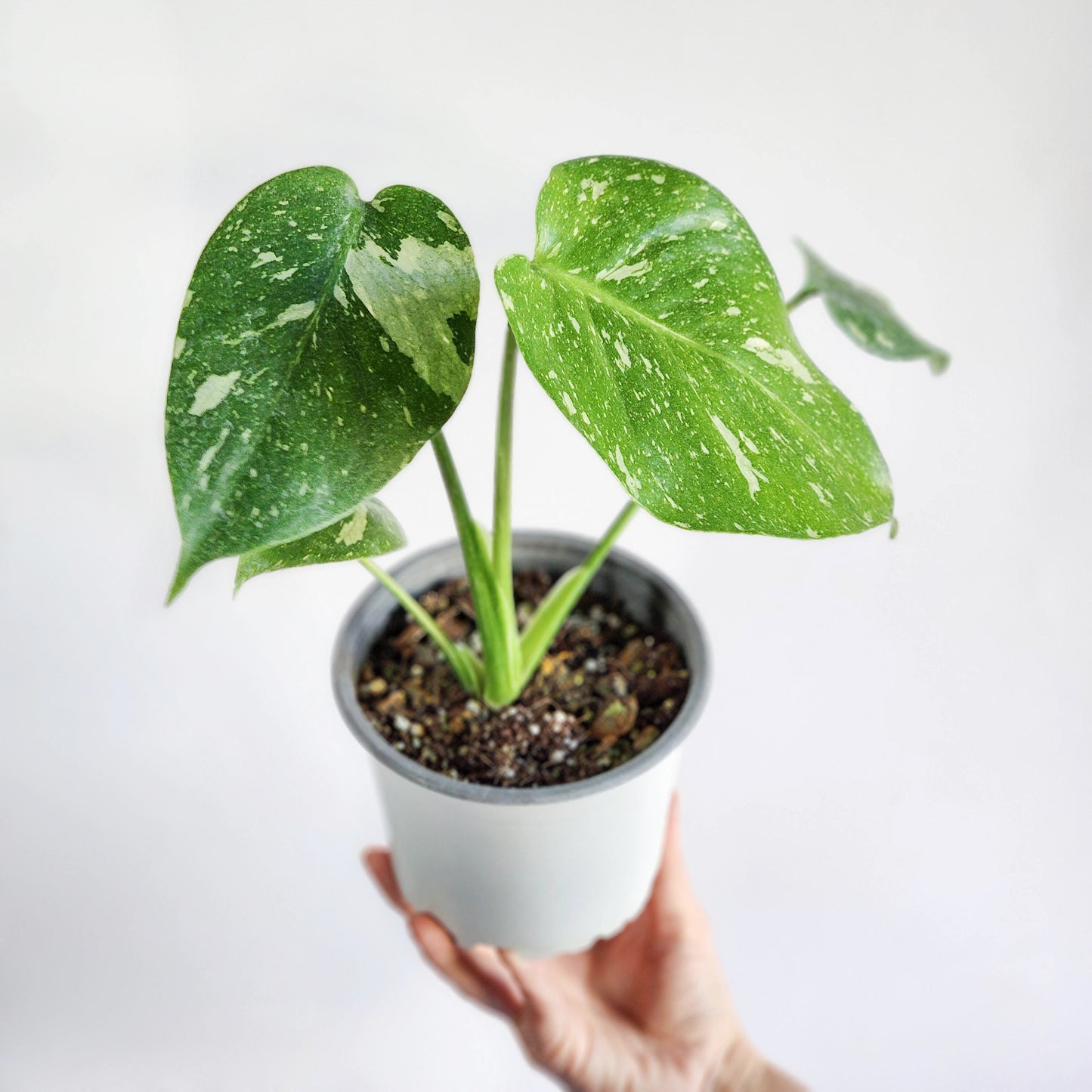 Monstera Thai