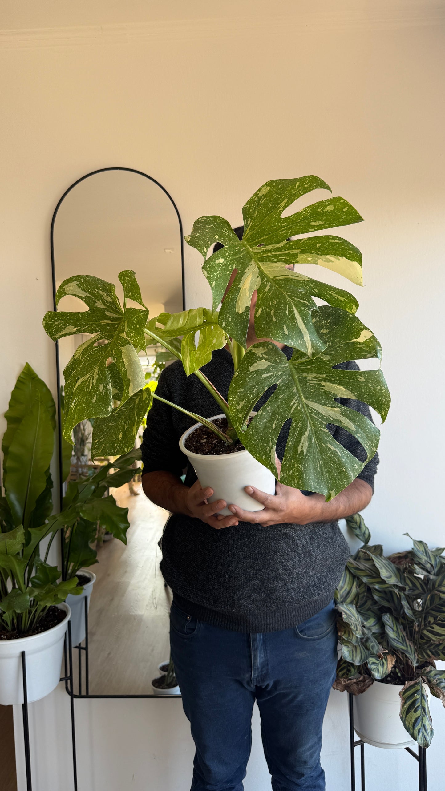 Monstera Thai