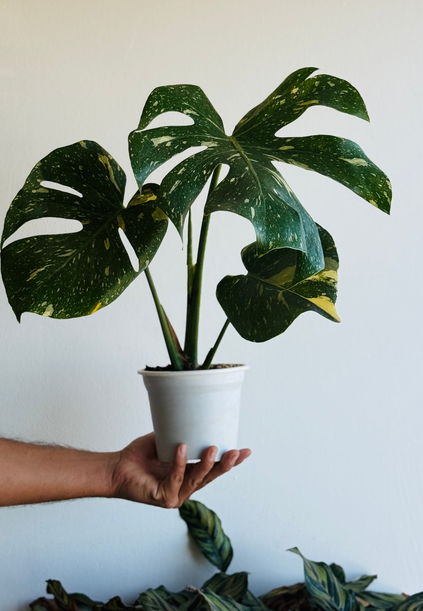 Monstera Thai