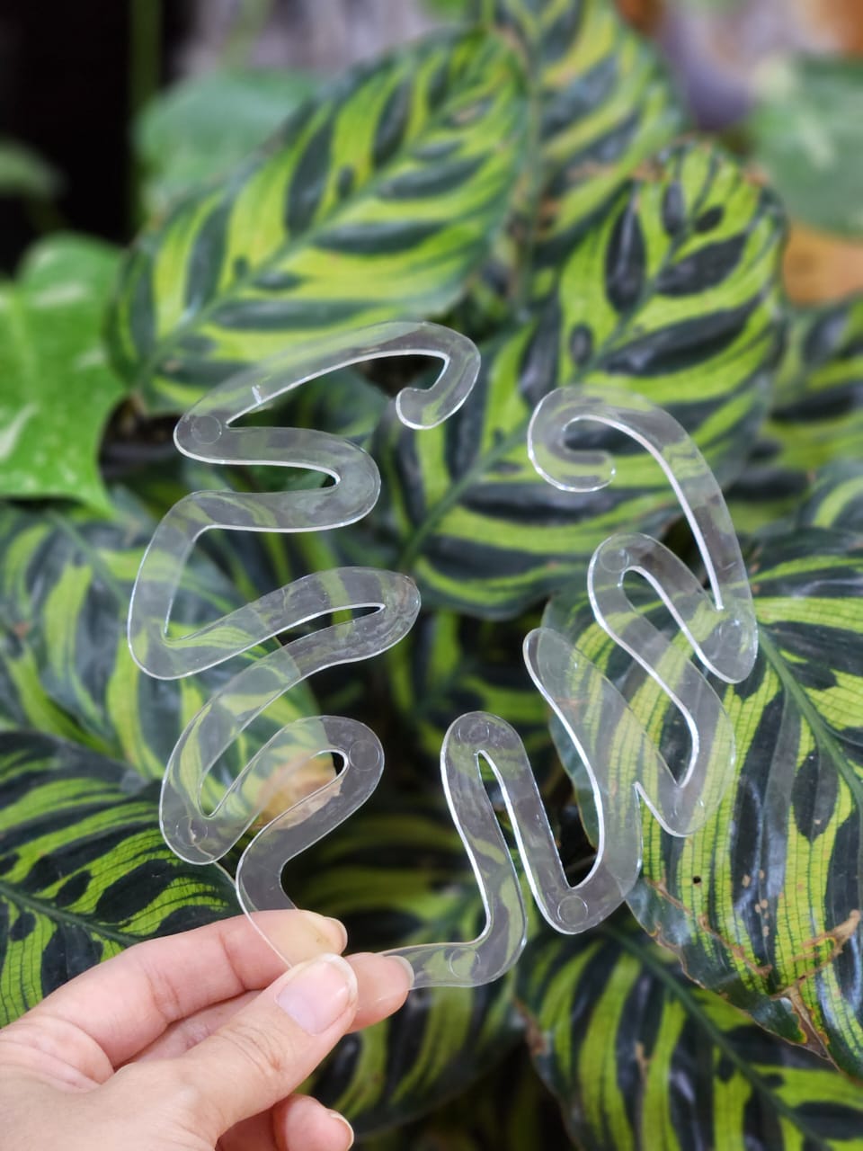 Atrapa hojas Monstera