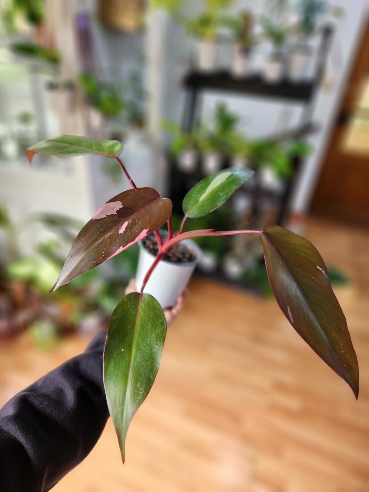 Filodendro pink princess