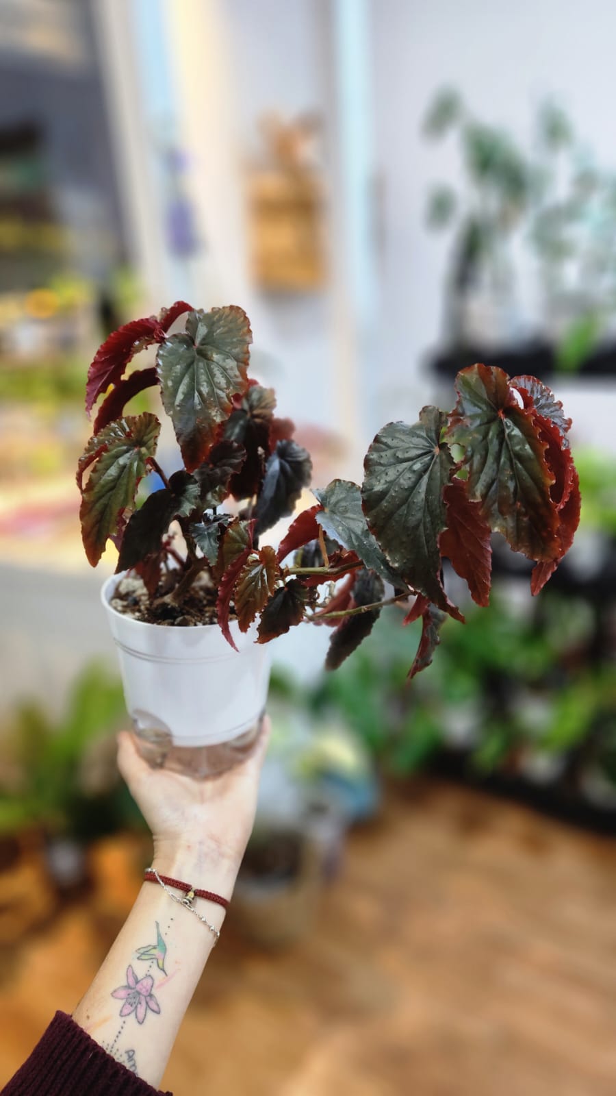 Begonia black magic maceta autoriego