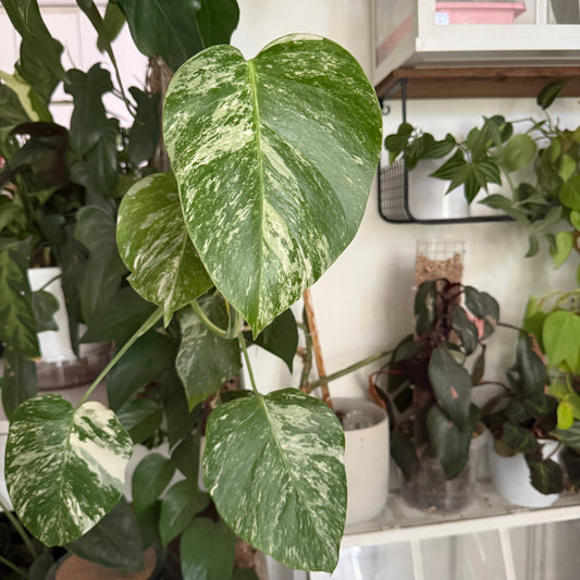Cuidados Monstera