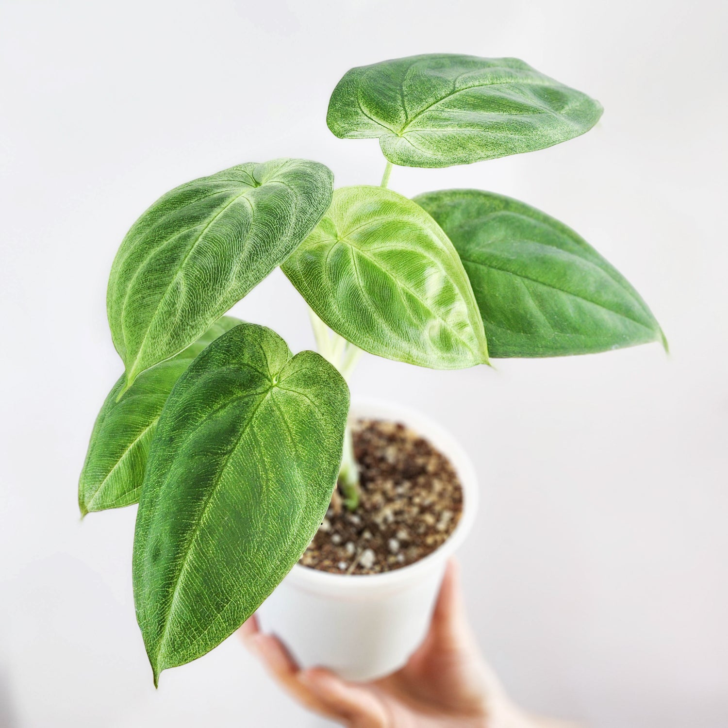 Plantas de colección