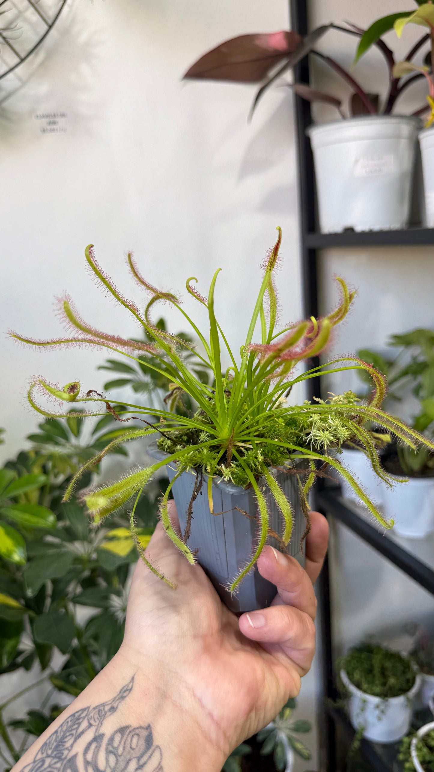 Plantas carnívoras