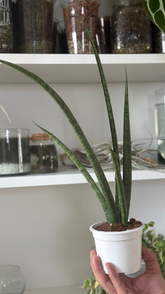 Sanseveria fernwood