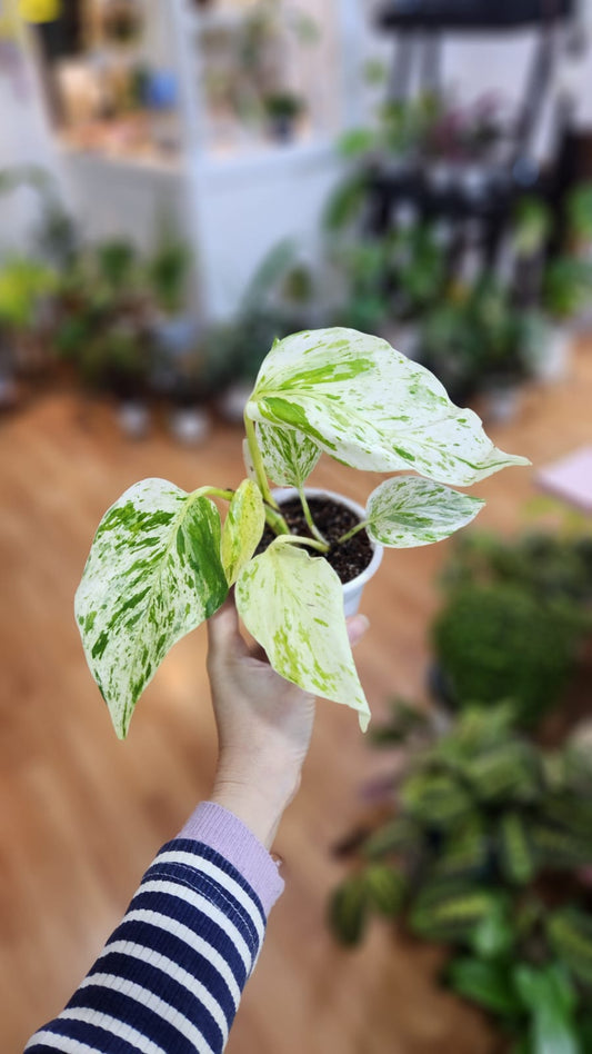 Pothus marble queen