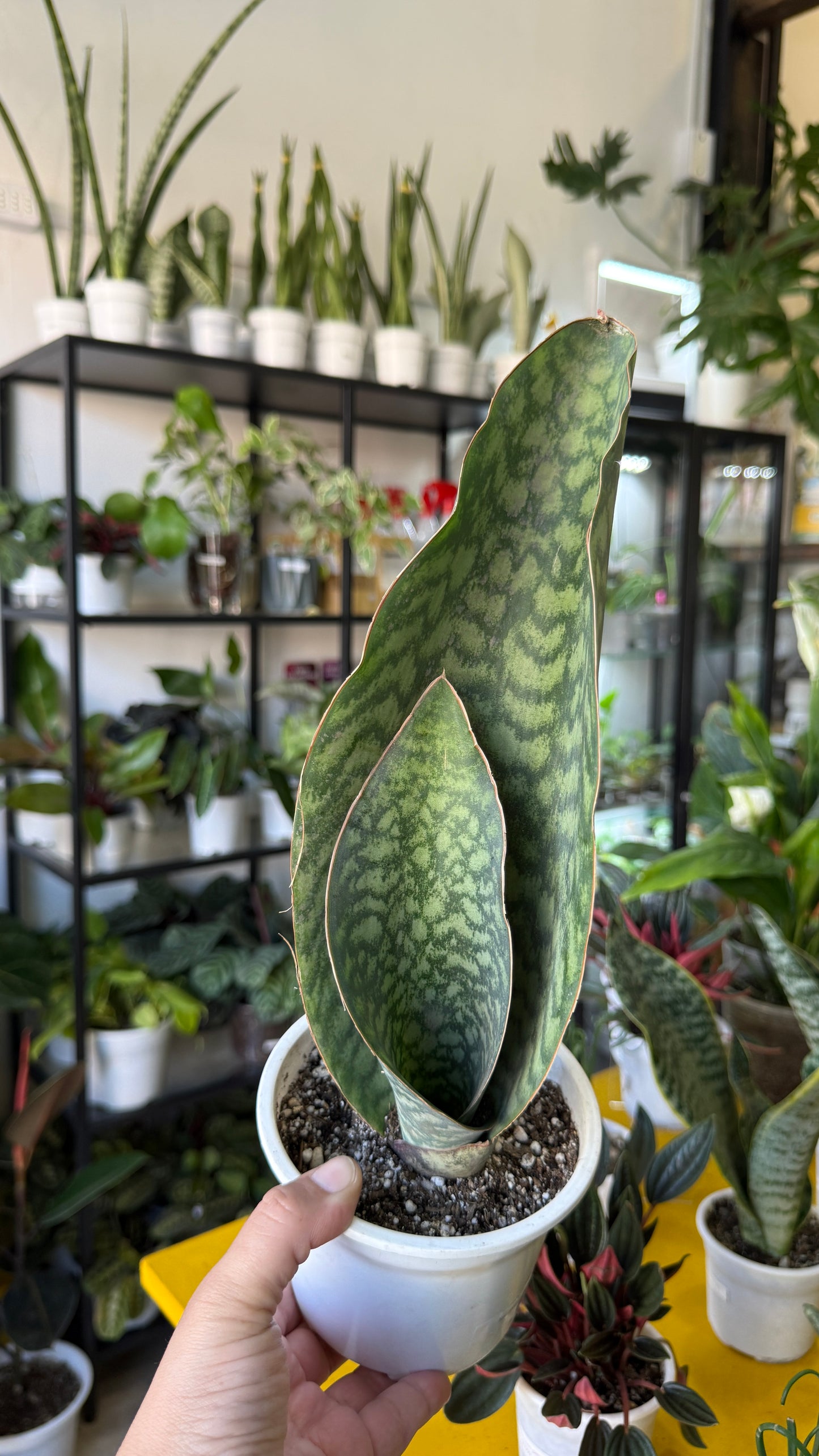 Sansevierias variedades