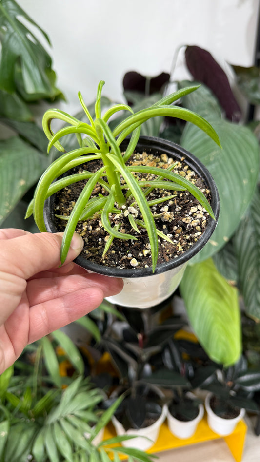 Peperomia nevada
