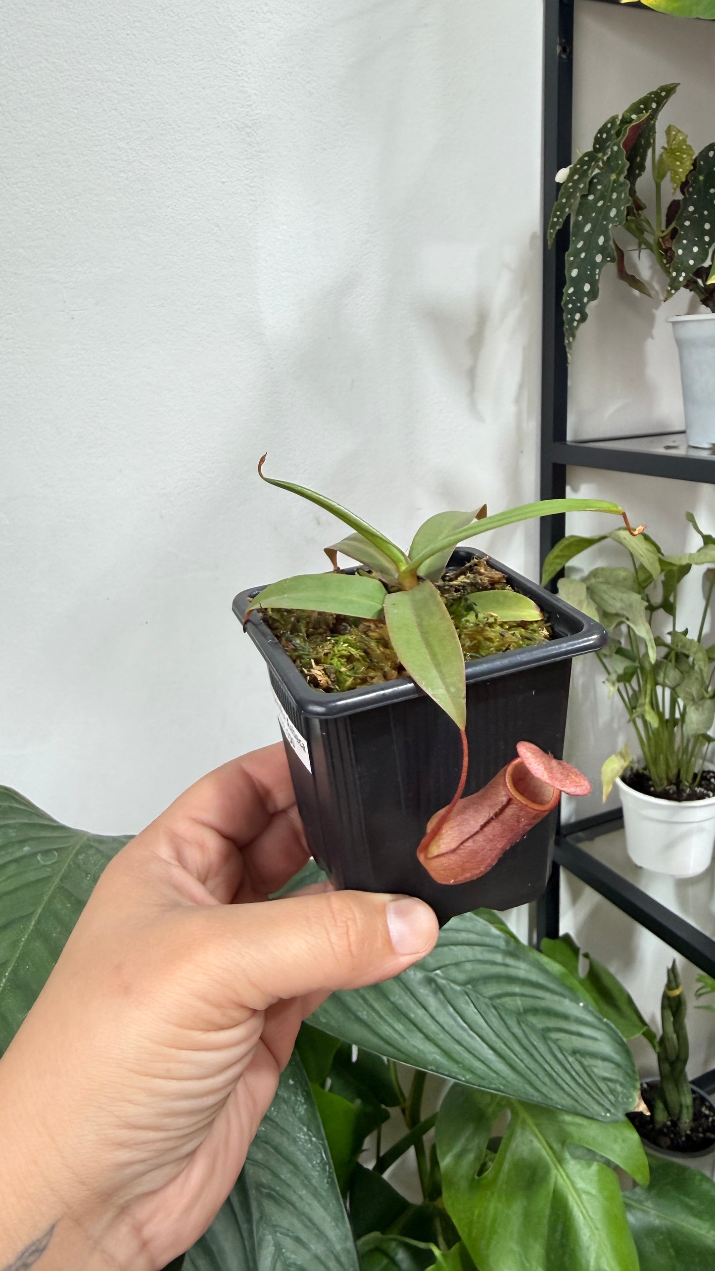 Plantas carnívoras