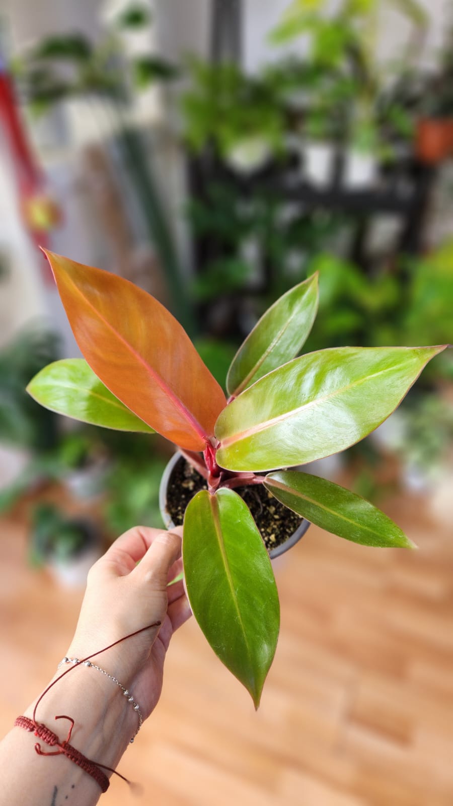 Filodendro prince orange