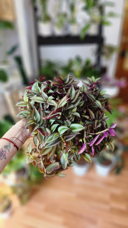 Tradescantia en bolo