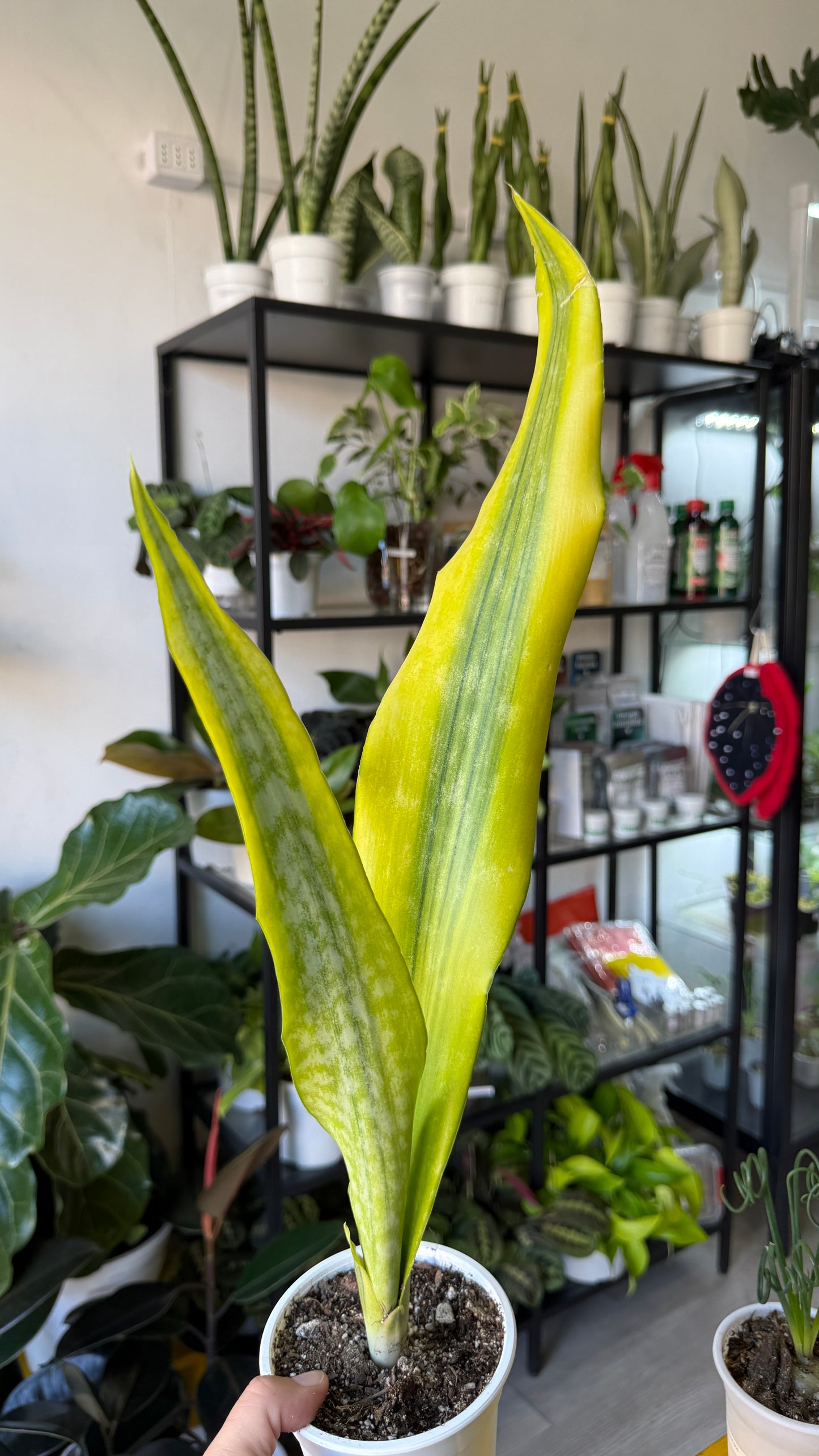 Sansevierias variedades