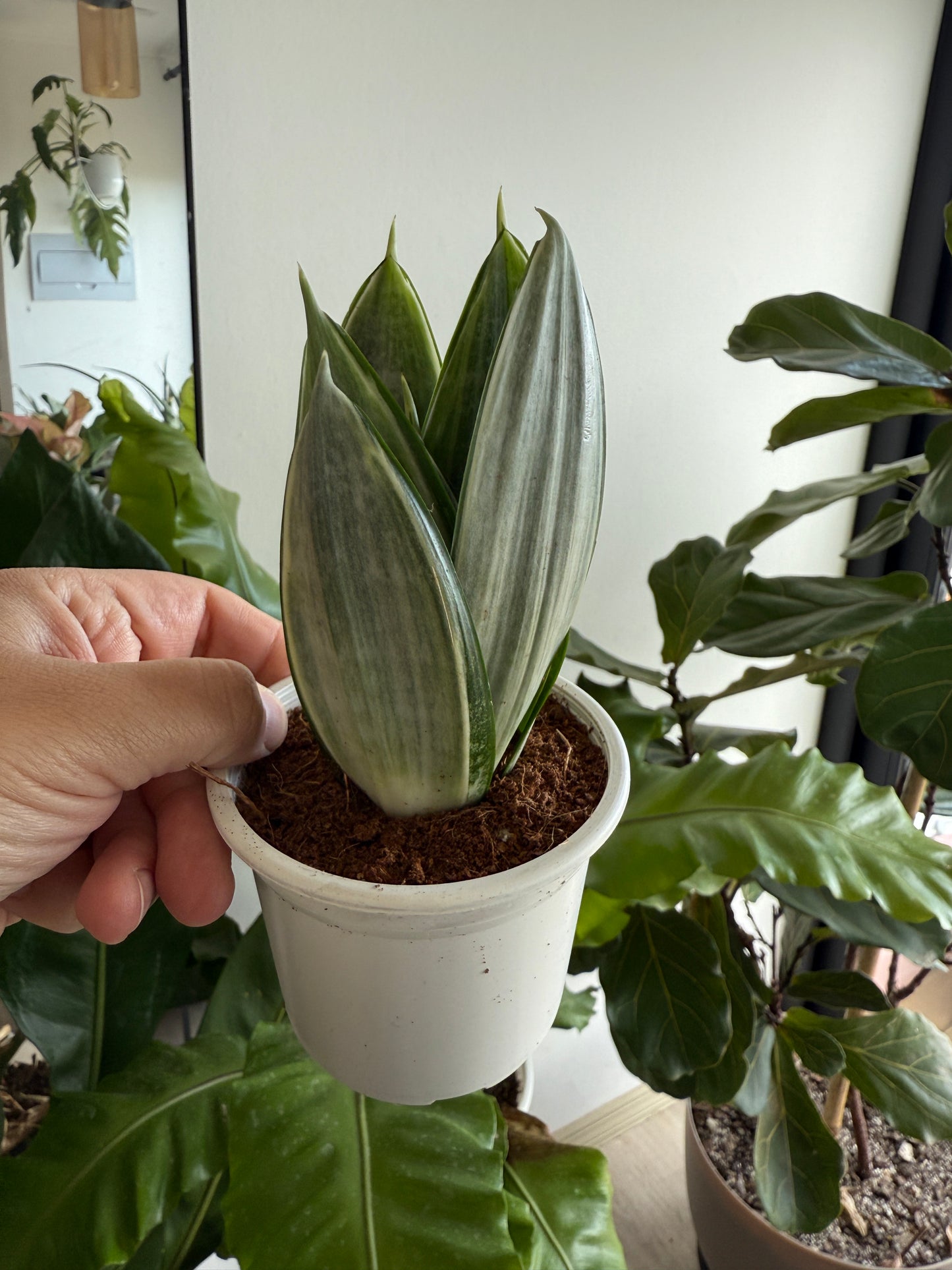 Sanseveria enana