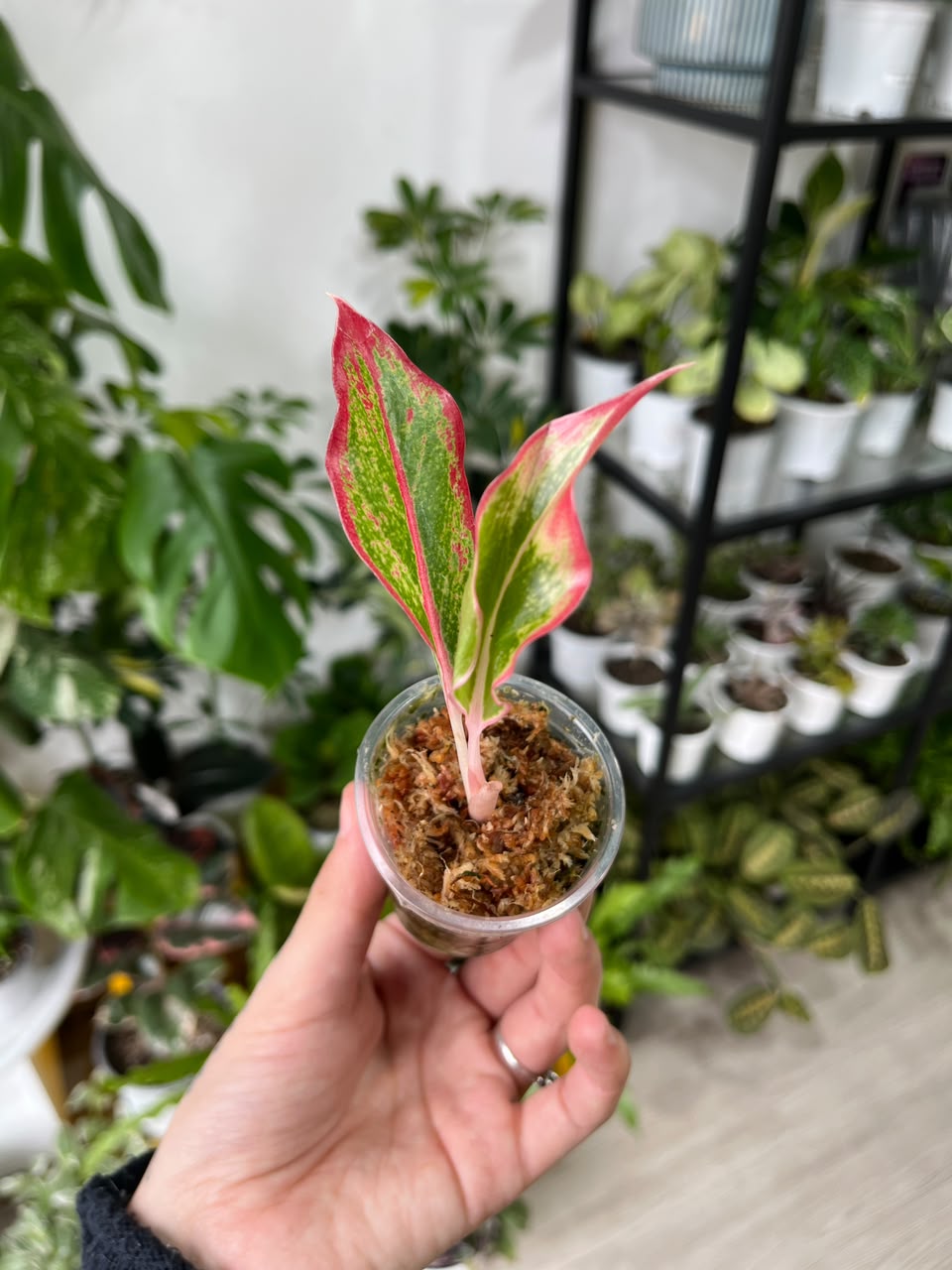 Aglaonema