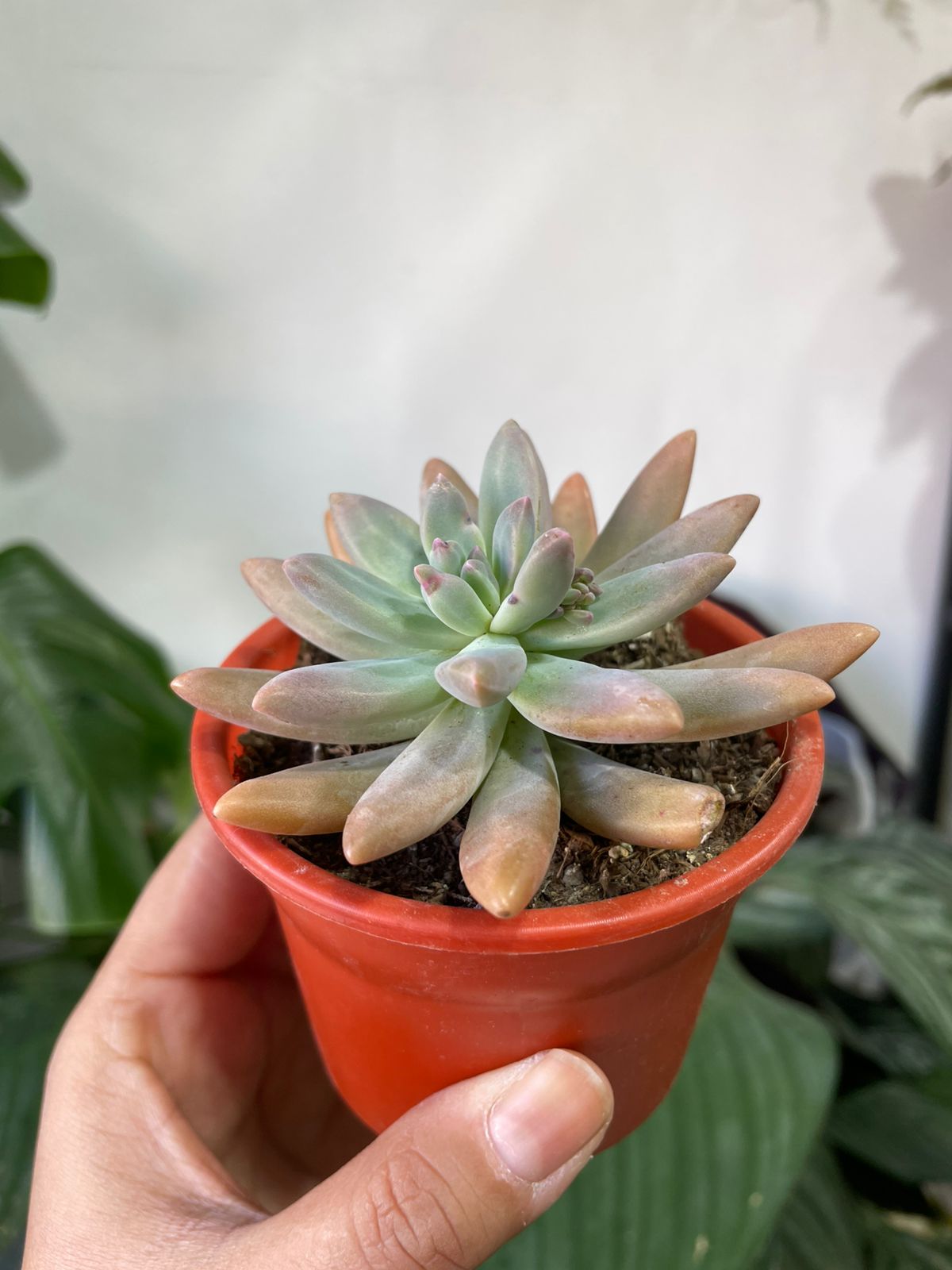 Suculentas y/o cactus
