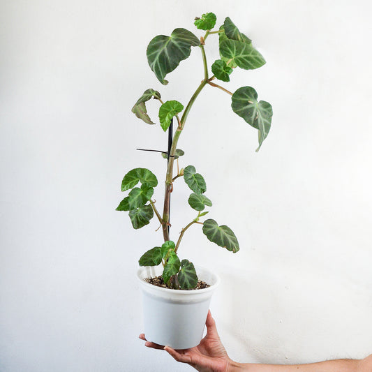 Begonia angularis