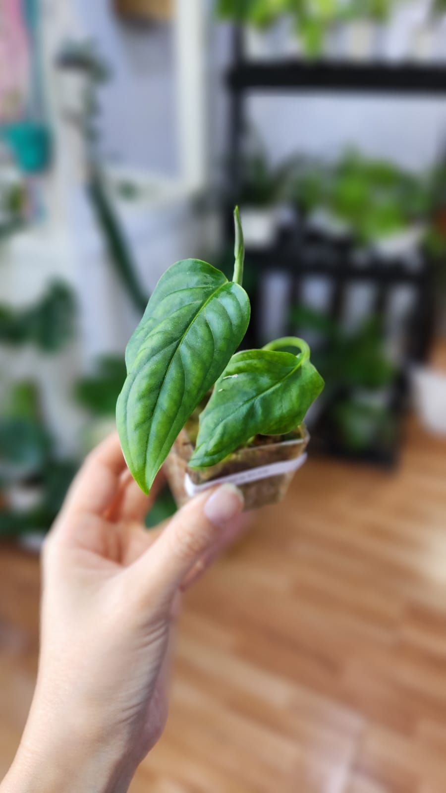 Baby plant