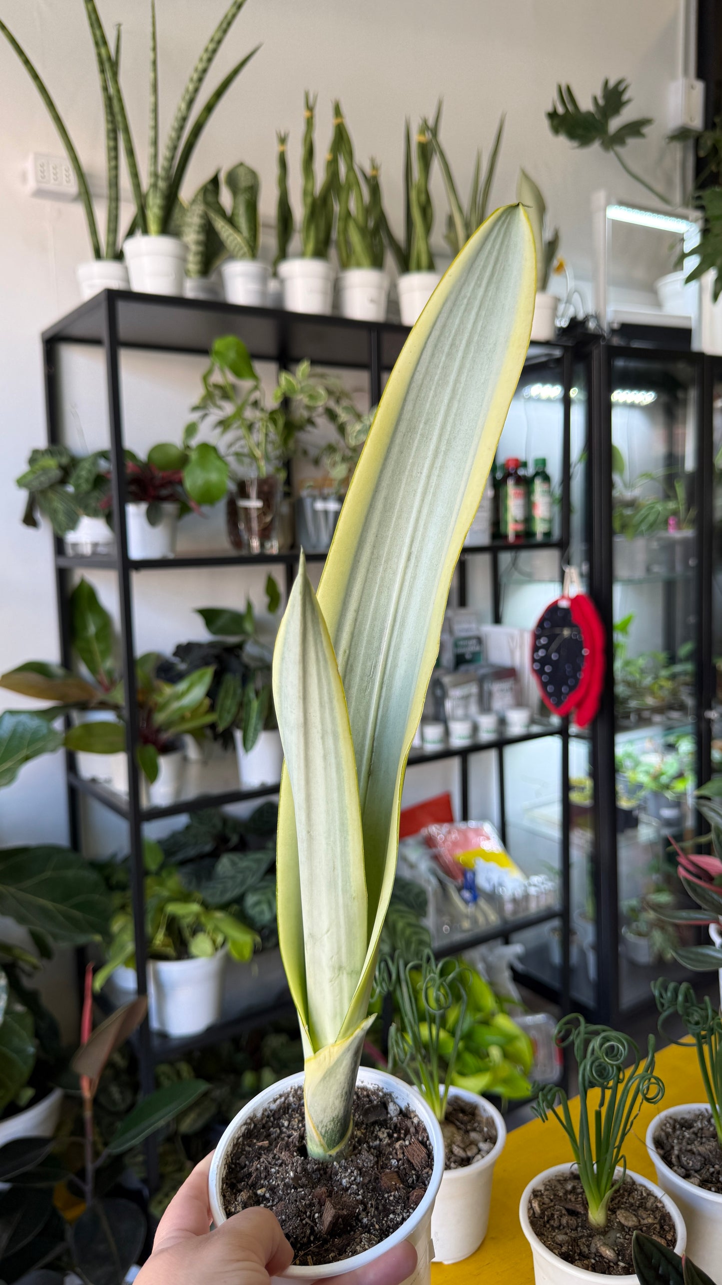 Sansevierias variedades