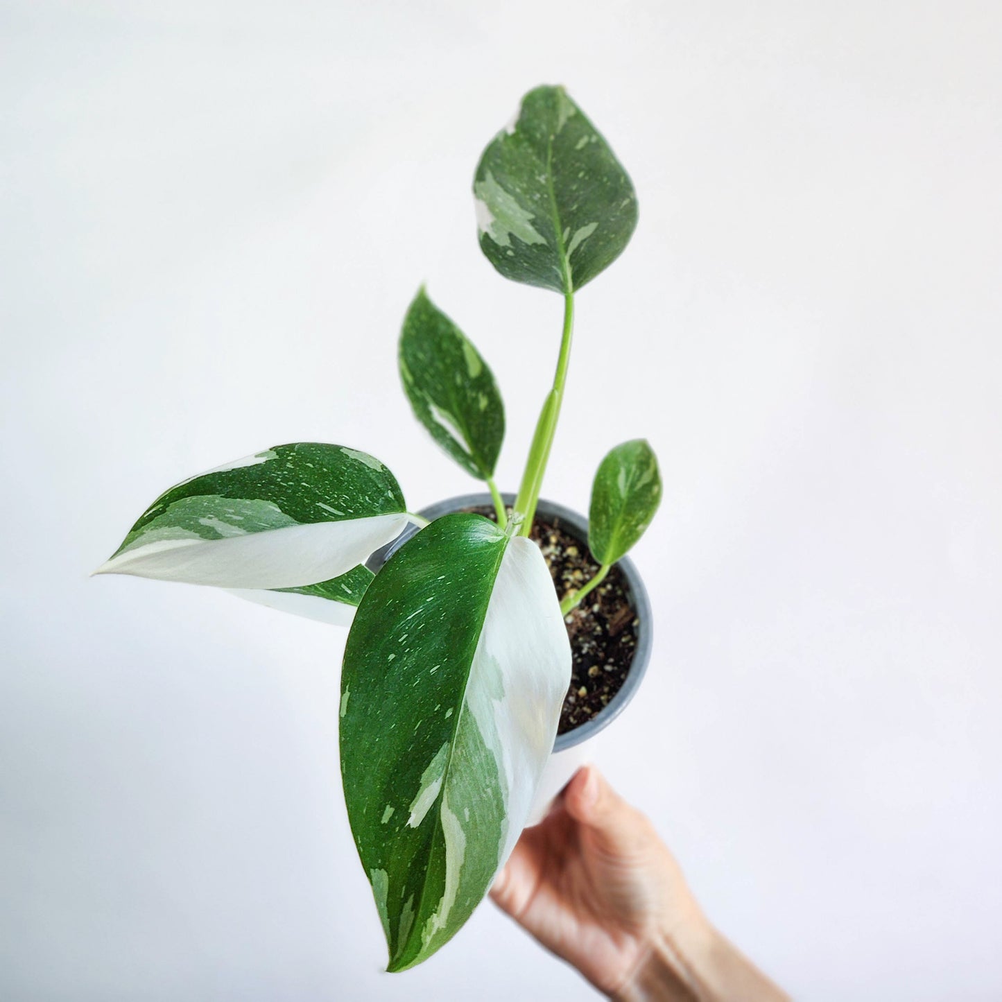 Filodendro white wizard xl