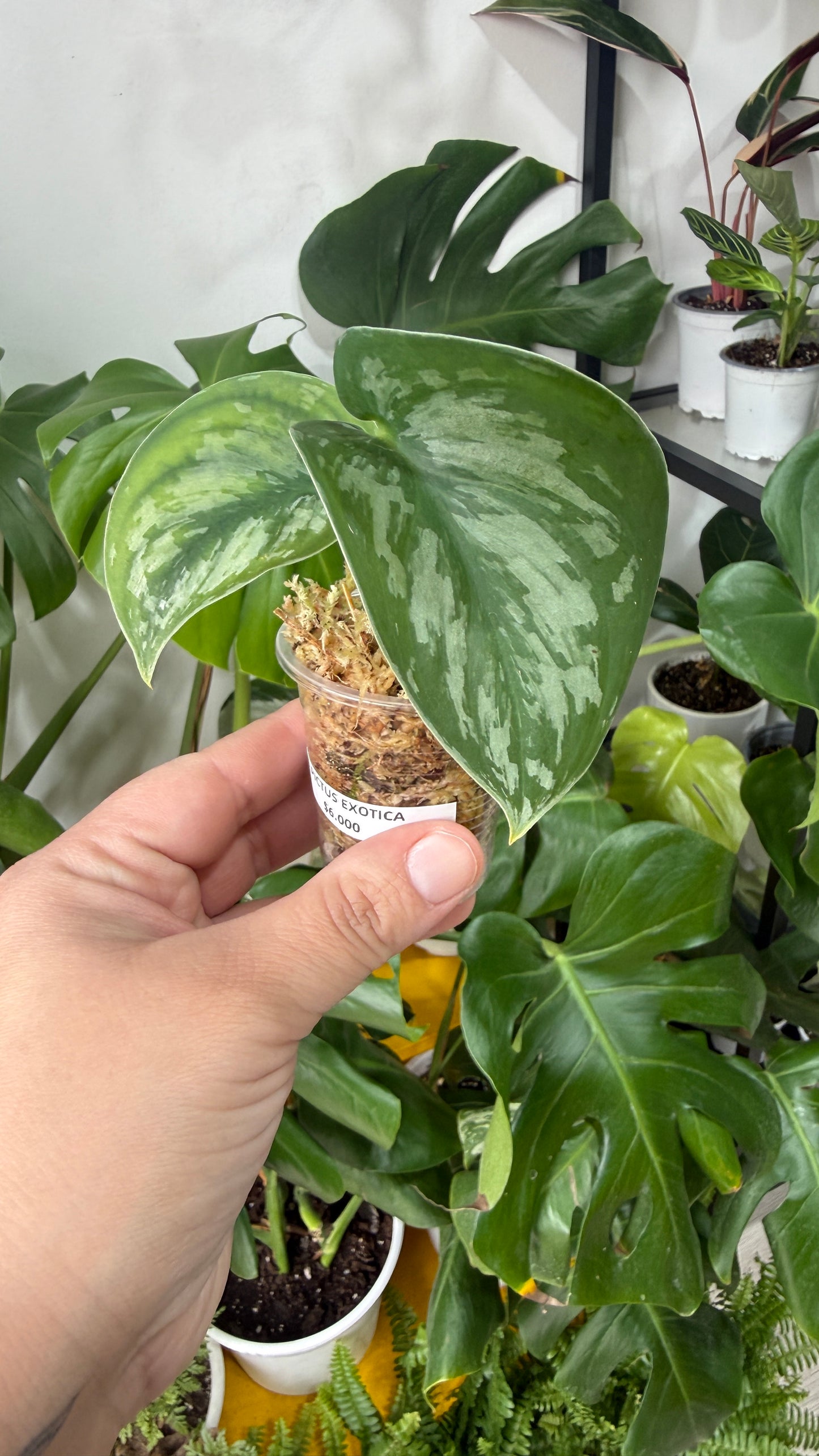 Baby plant