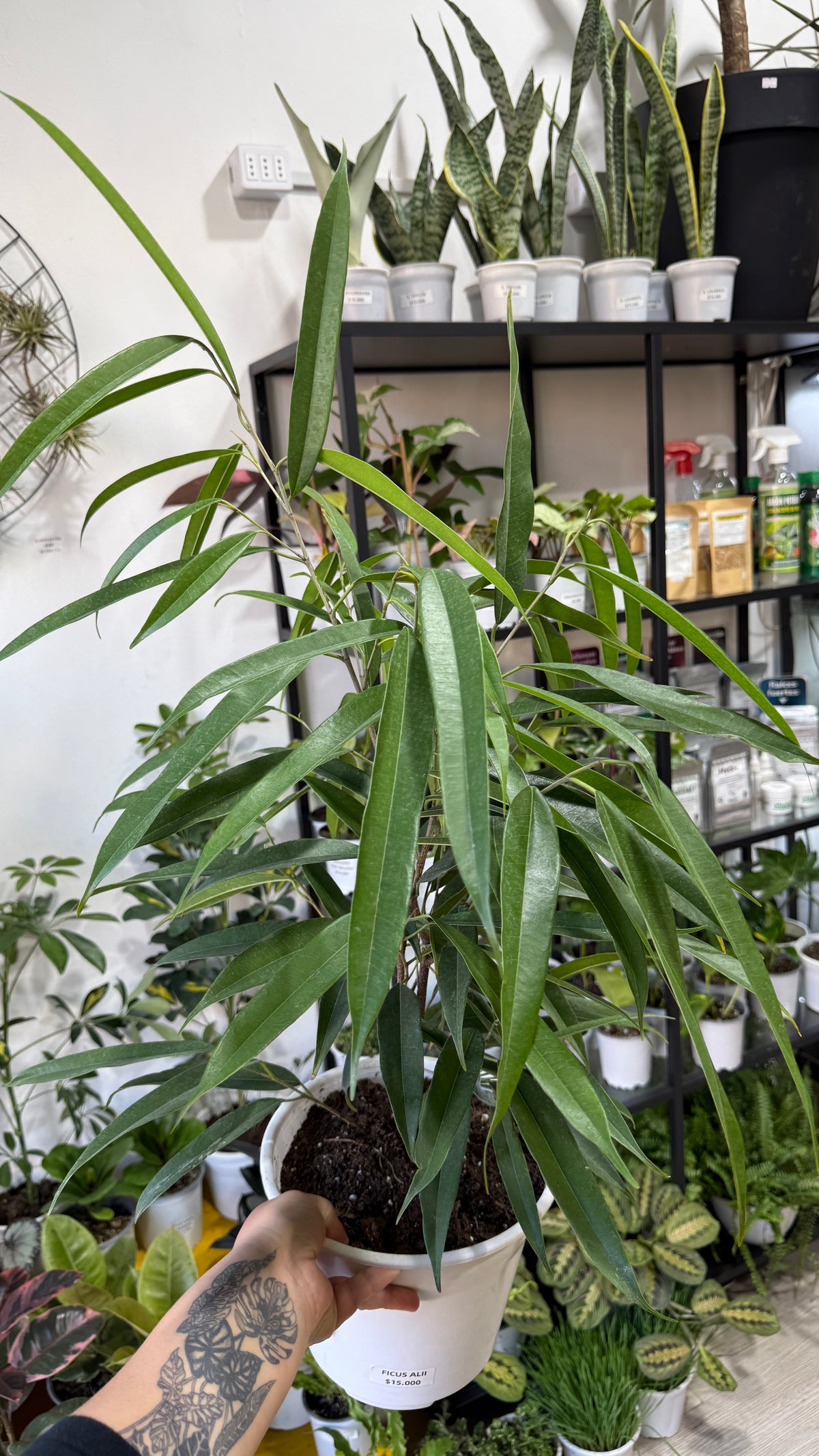 Ficus ali