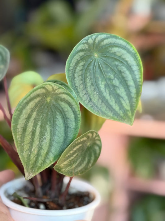 Peperomia watermelon