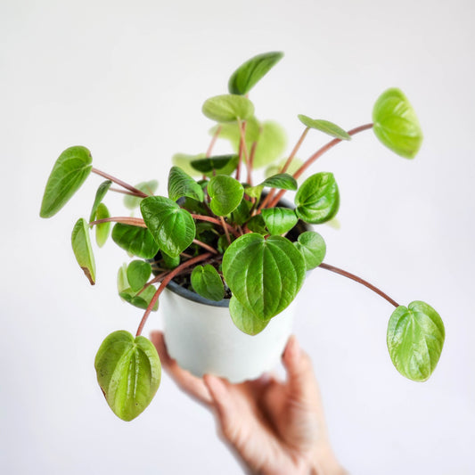 Peperomia albovitata