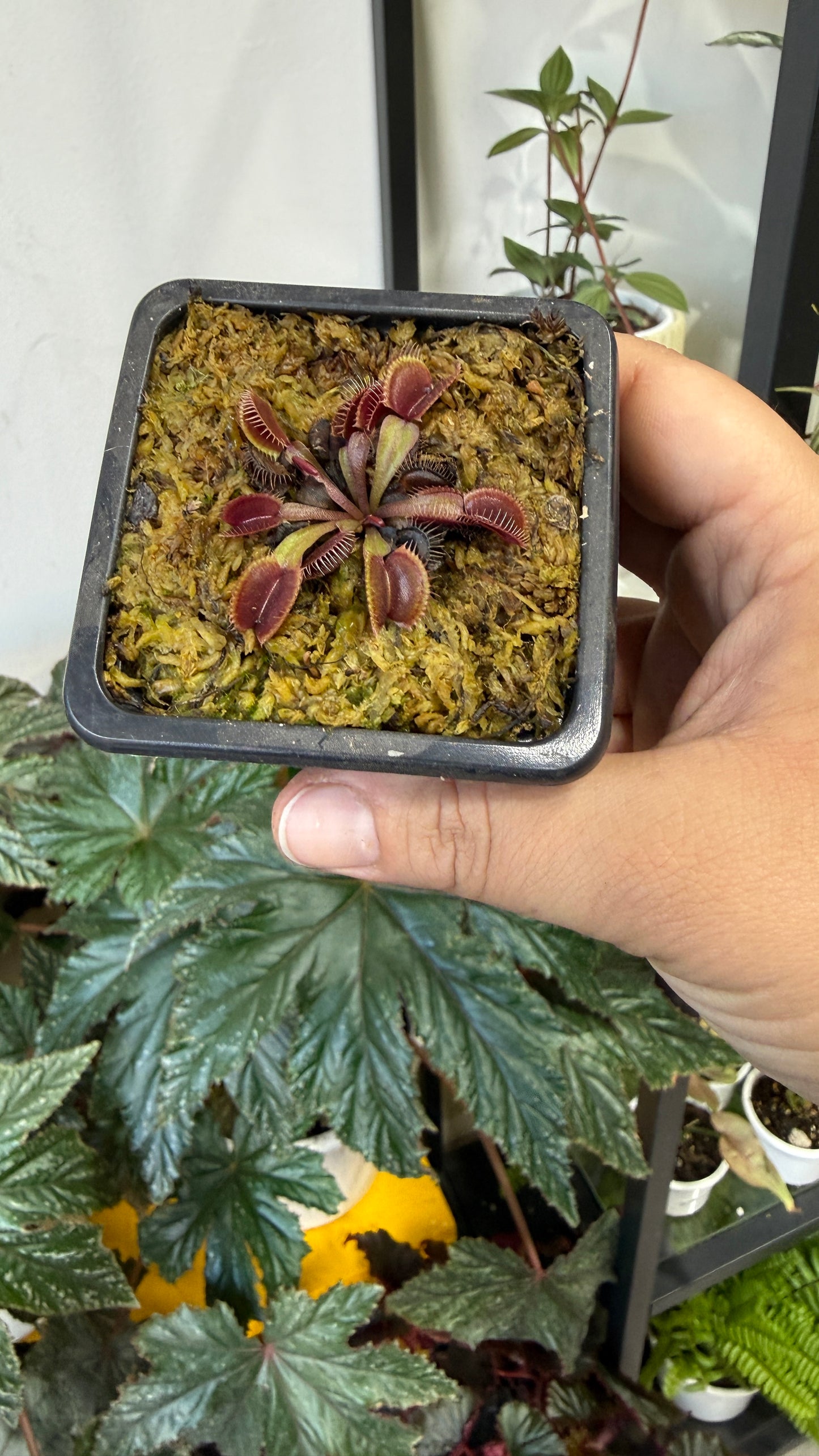 Plantas carnívoras