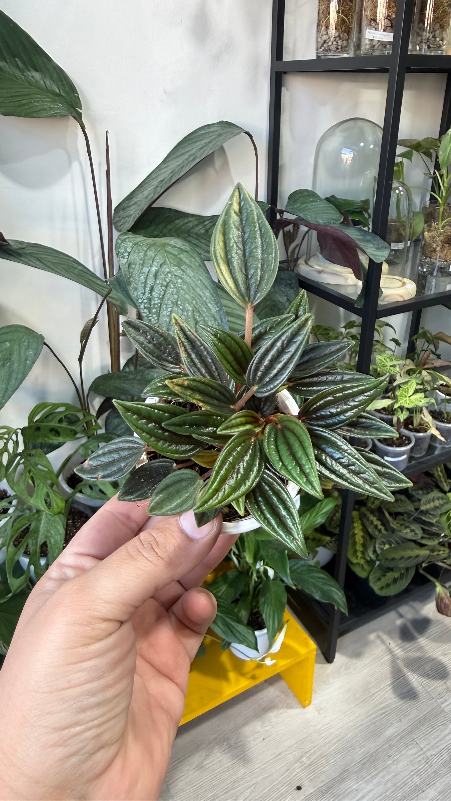 Baby plant