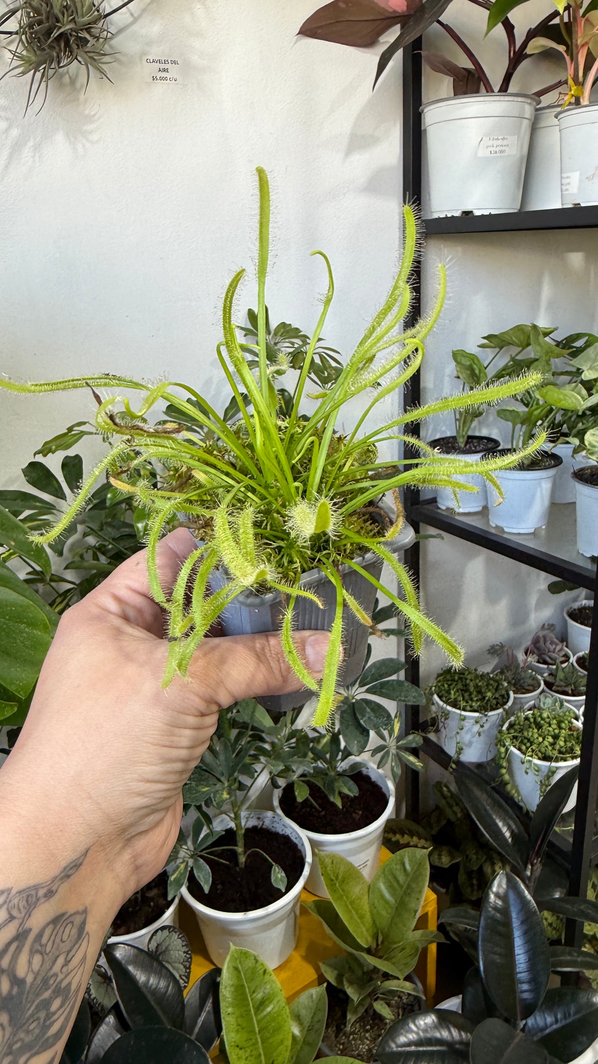 Plantas carnívoras