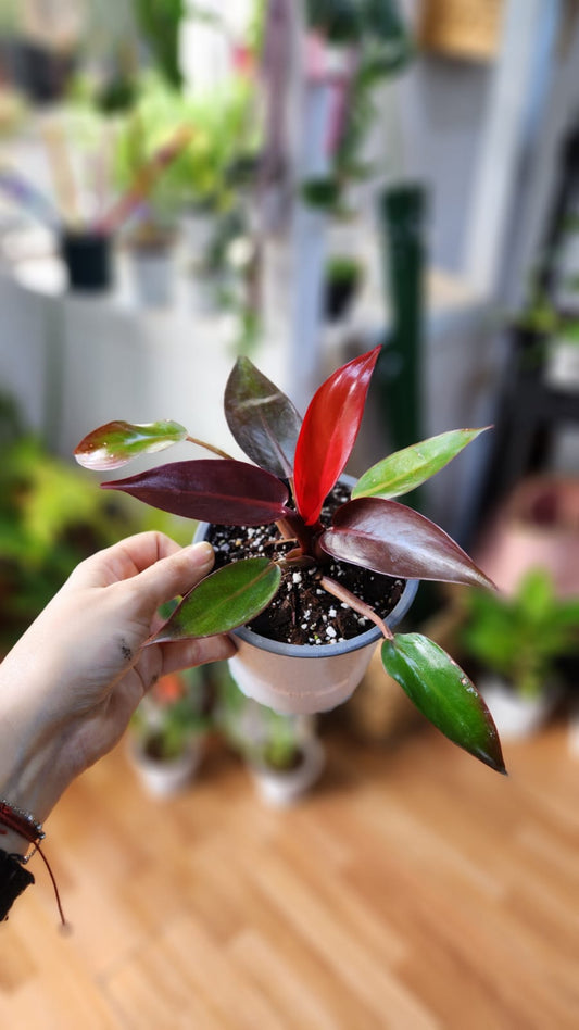 Filodendro sun red