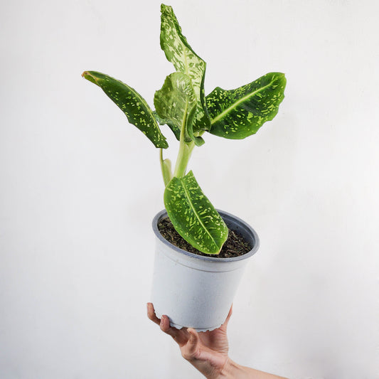 Diffenbachia reflector
