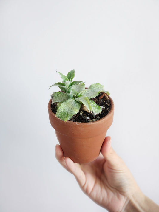 Cryptanthus