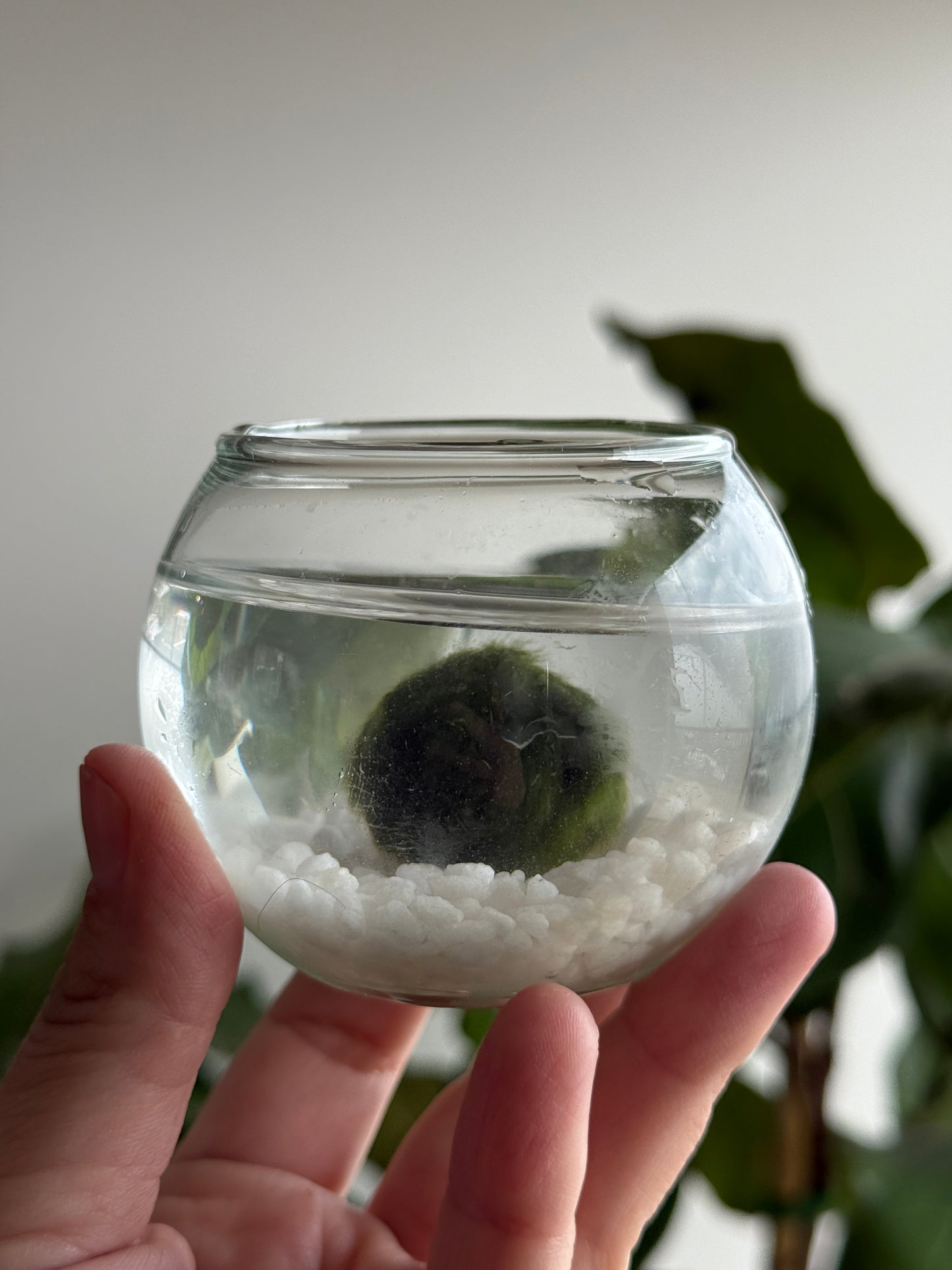 Marimo