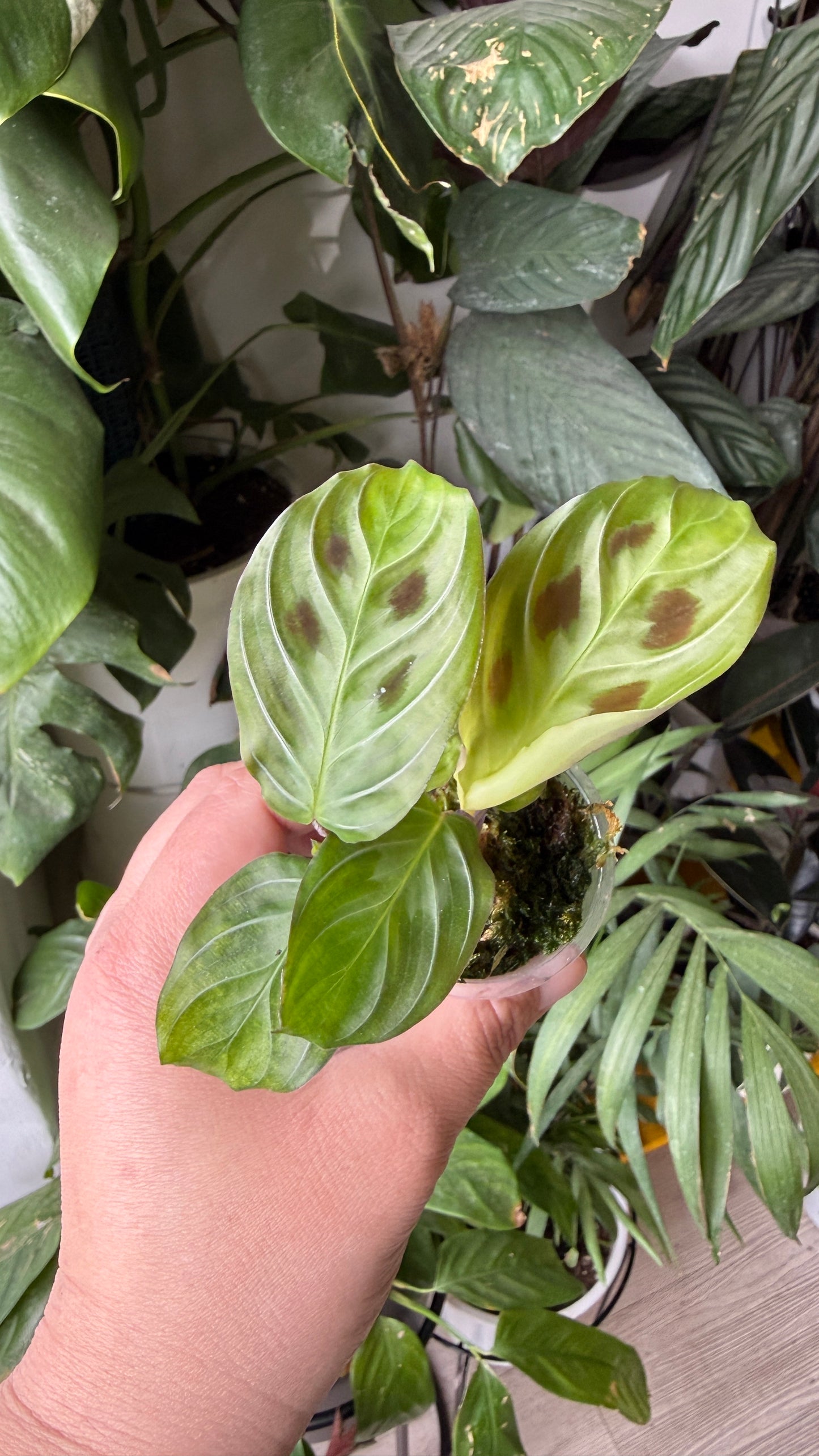 Baby plant