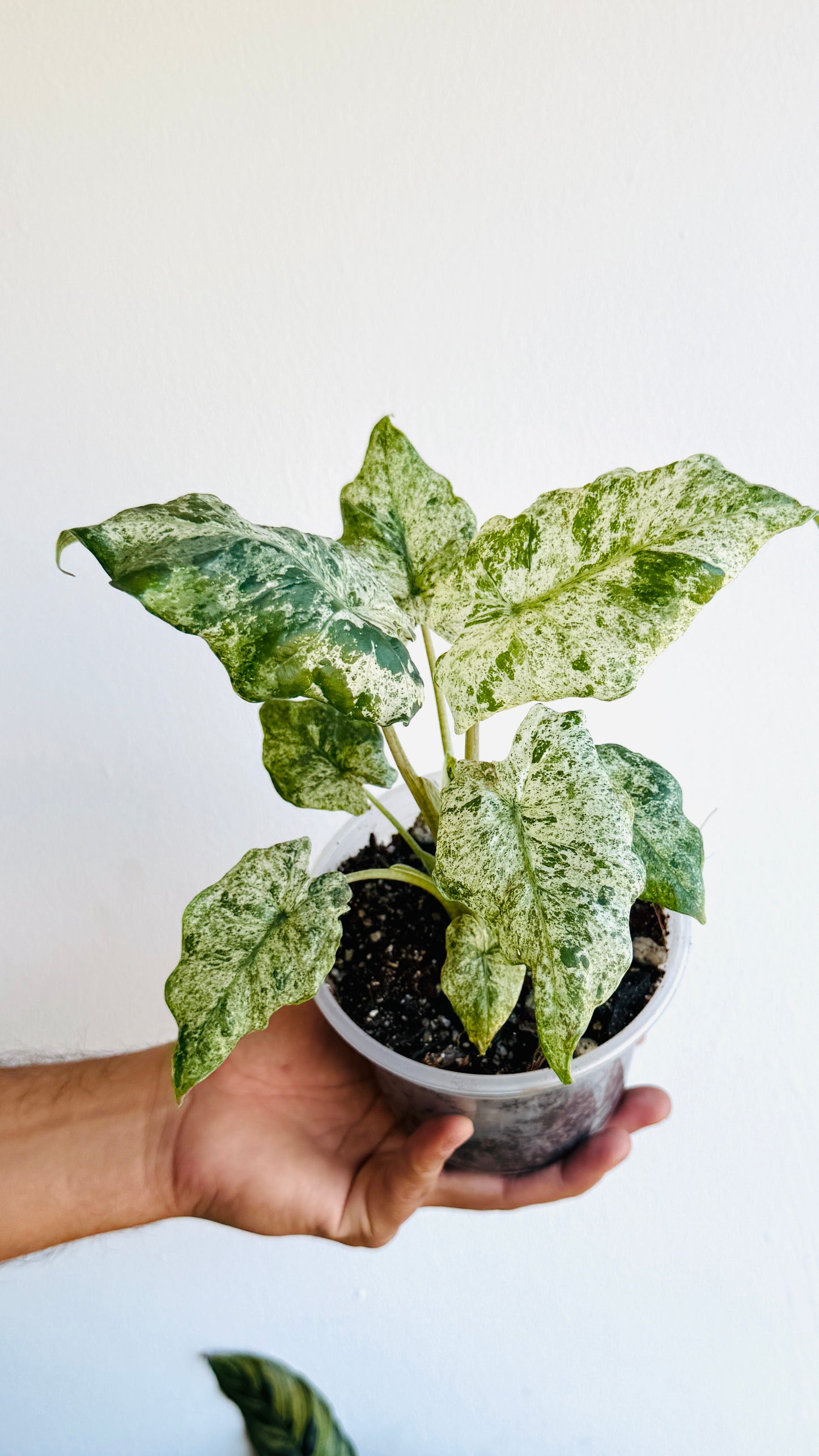 Alocasia odora