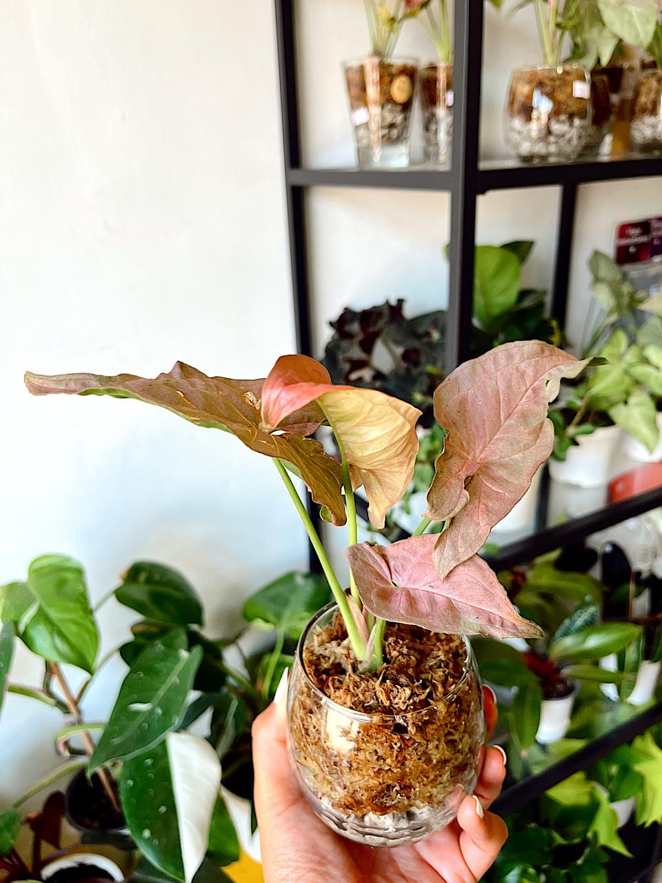 Plantas en vidrio (musgo y pómez)