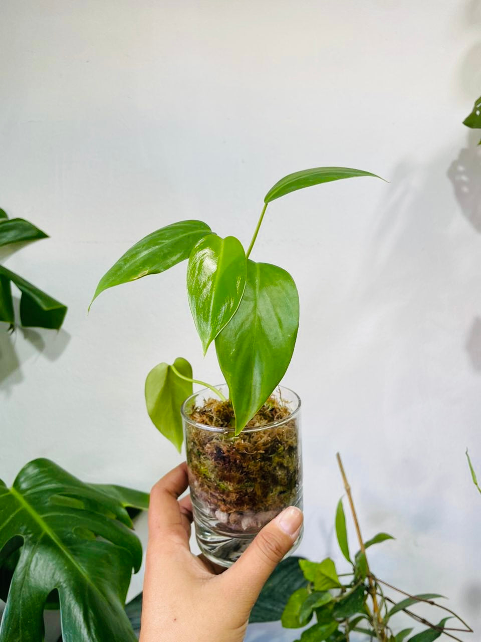 Plantas en vidrio (musgo y pómez)
