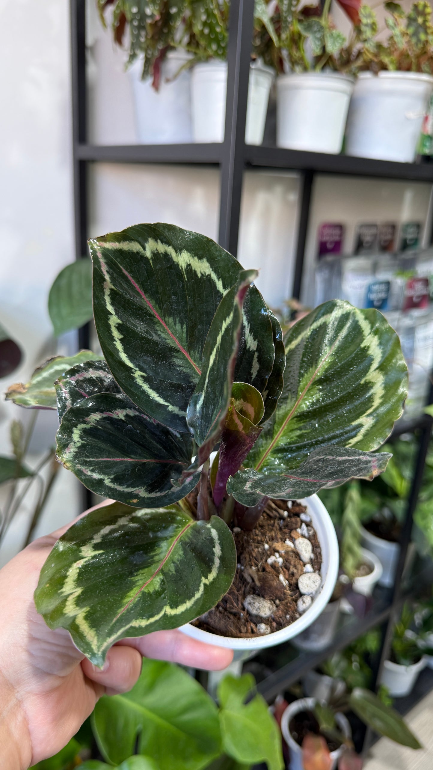 Calathea medallion