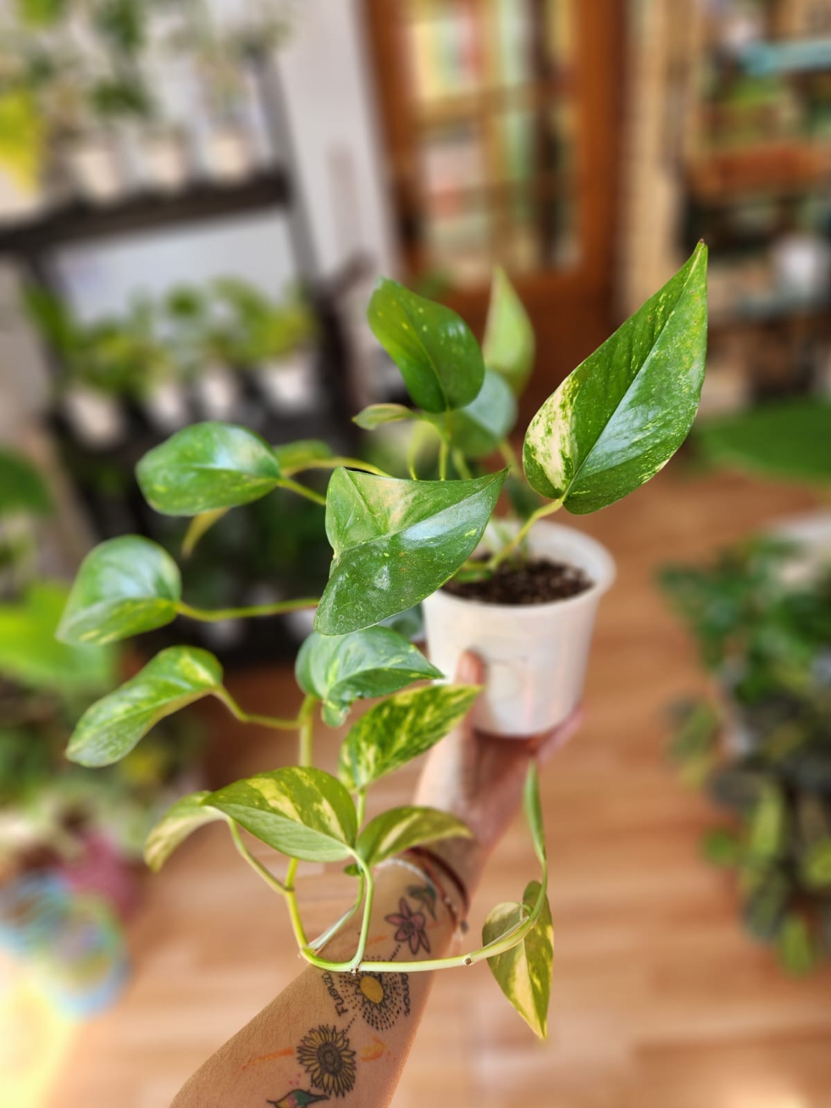 Sindapsus pothus