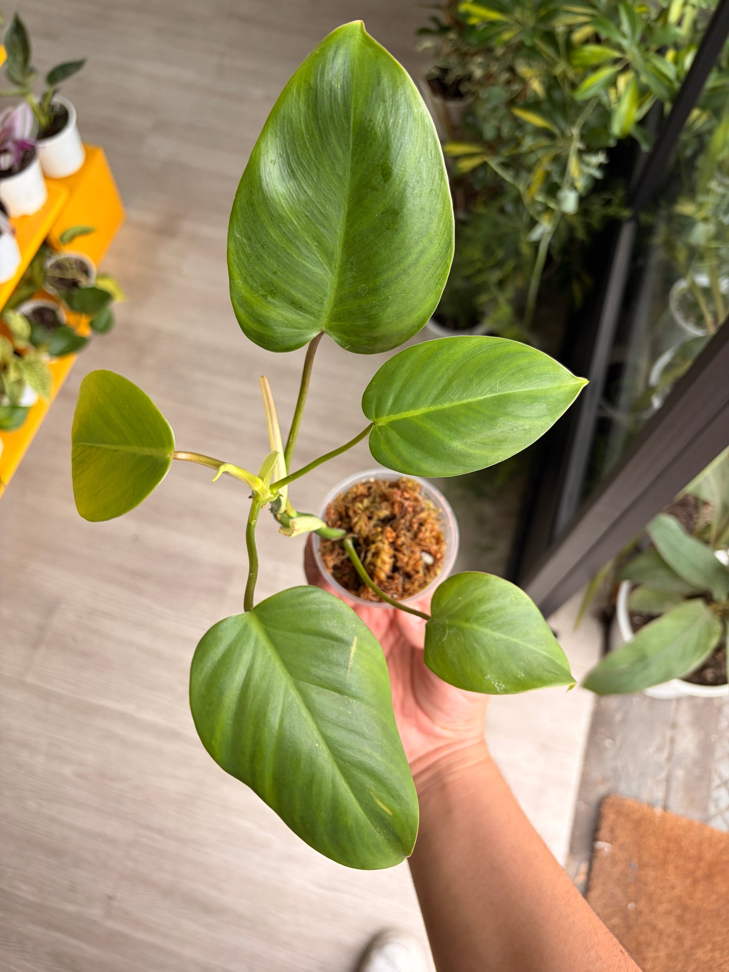 Baby plant