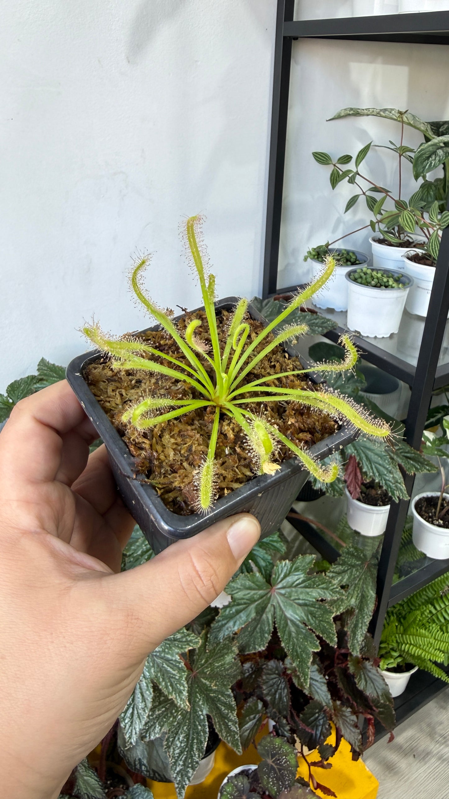 Plantas carnívoras