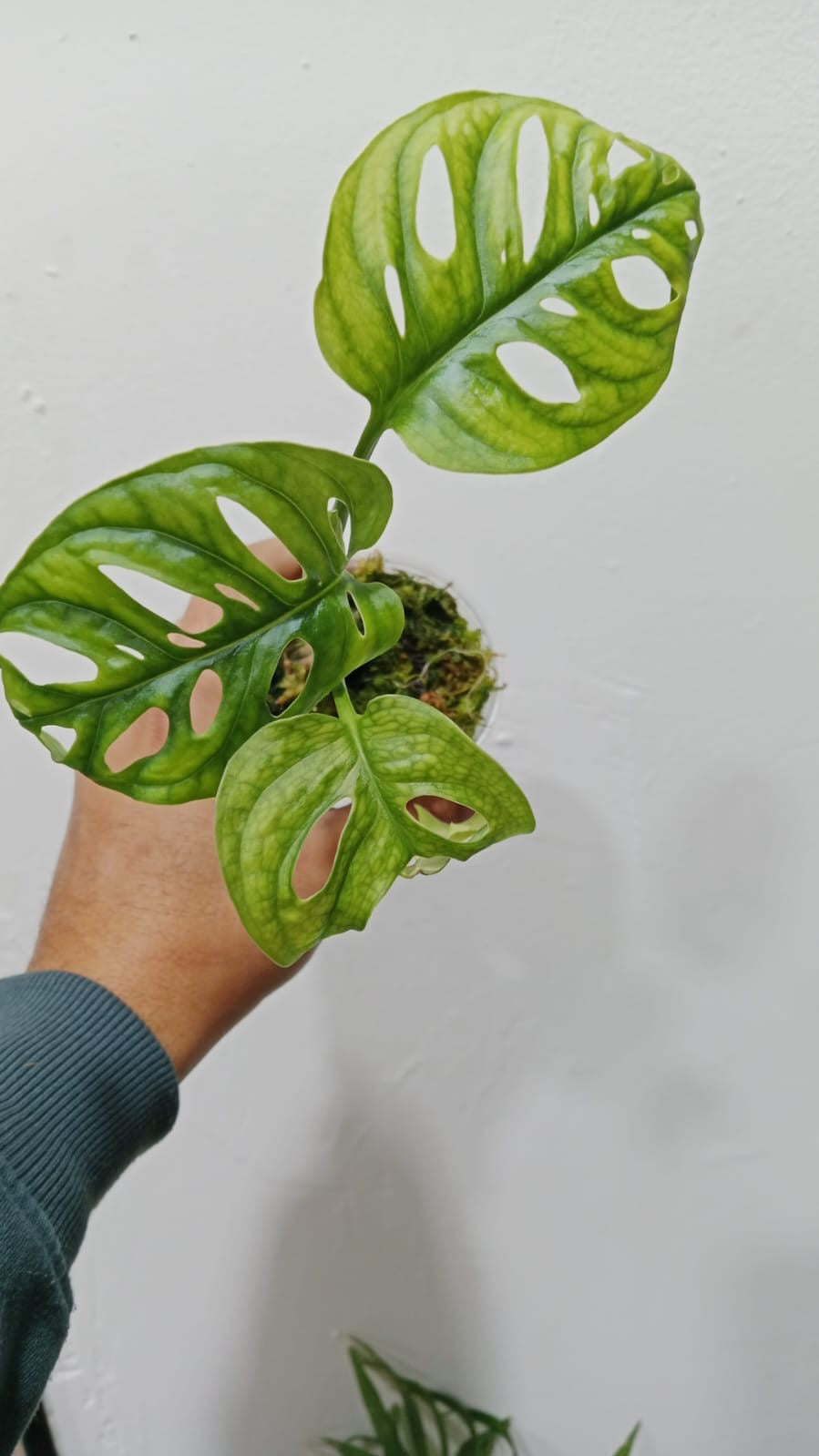 Baby plant