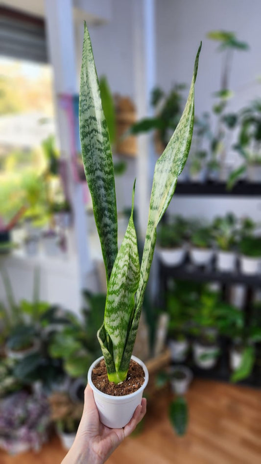 Sanseveria zeylanica