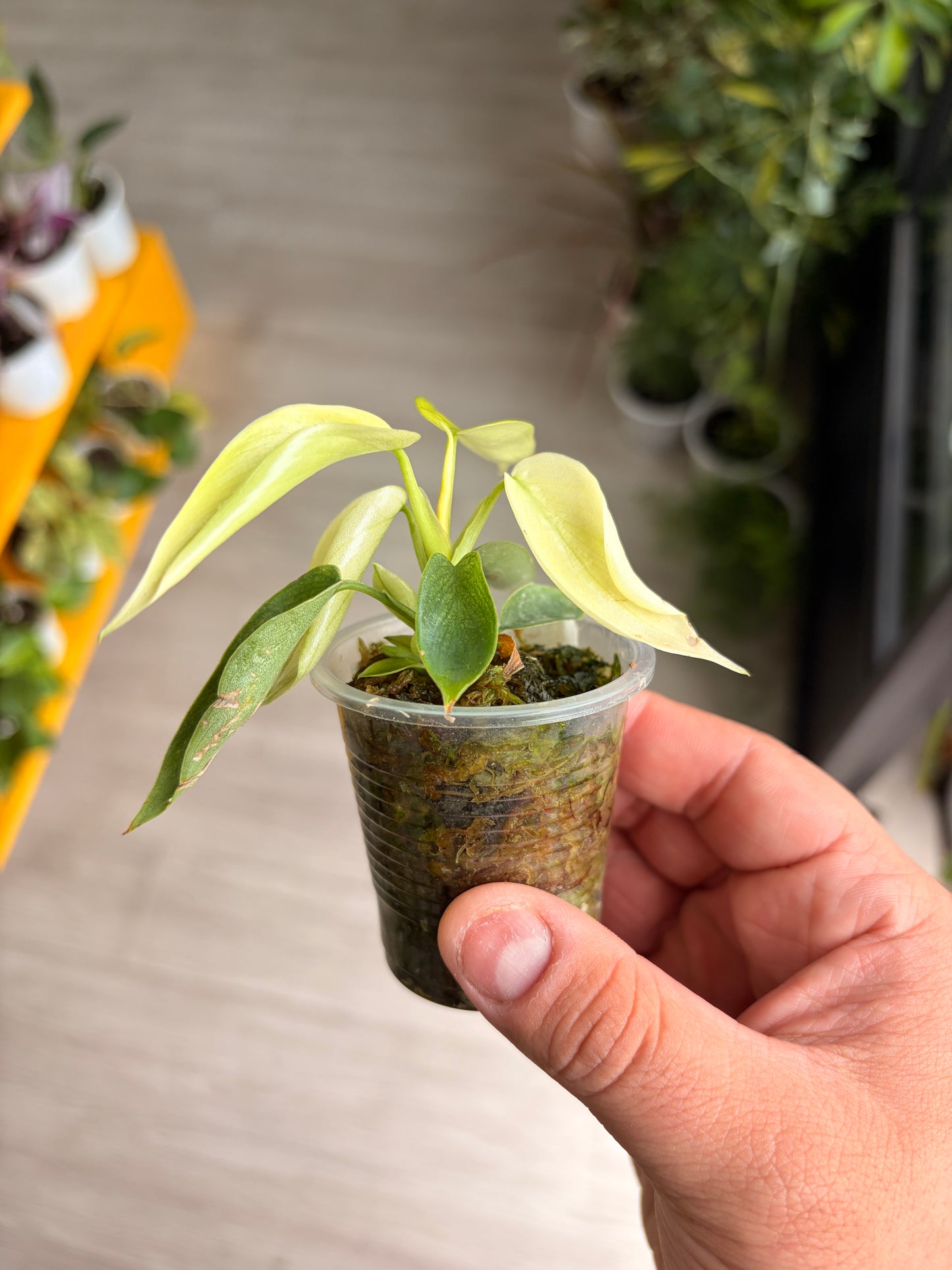 Baby plant